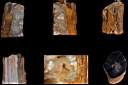 petrified wood0001.jpg